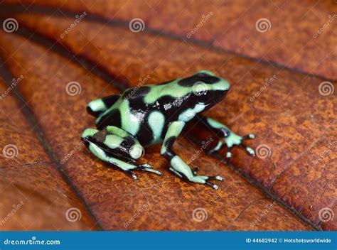 Grenouille Verte Et Noire De Dard De Poison Costa Rica Photo Stock