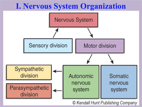 Anatomy 2H AUTONOMIC NERVOUS SYSTEM Flashcards Quizlet