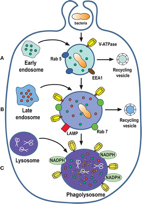 Frontiers Phagocytosis Our Current Understanding Of A Universal