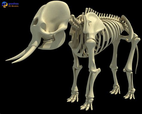 3ds asian elephant skeleton