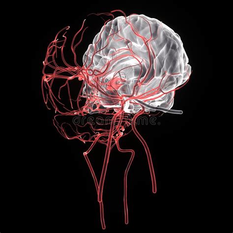 3d Rindió El Ejemplo Médicamente Exacto De La Anatomía Del Cerebro