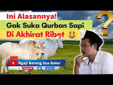 Gak Suka Kurban Sapi Di Akhirat Ribet Ngamal Kok Itungan Ngaji