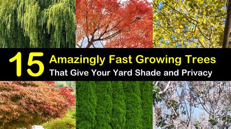 15 Amazingly Fast Growing Trees That Give Your Yard Shade and Privacy