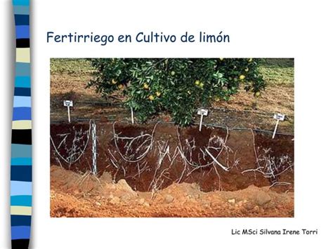 Fertilizaci N En Cultivos Frutales Ppt