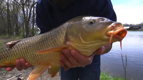 PESCANDO CARPA CON LA MEJOR CARNADA cómo pescar carpa en río YouTube