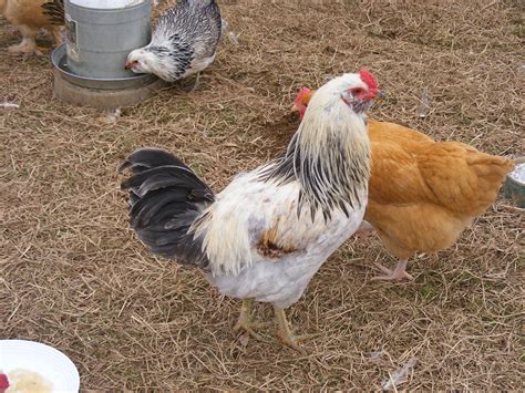 Easter Egger Roosters Google Search Easter Eggers Chicken Toys Rooster ...