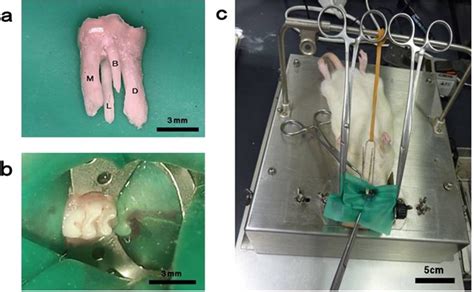 Development Of A Root Canal Treatment Model In The Rat Scientific Reports