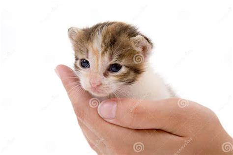 Hands Holding A Kitten Stock Photo Image Of Ears Alertness 2954180