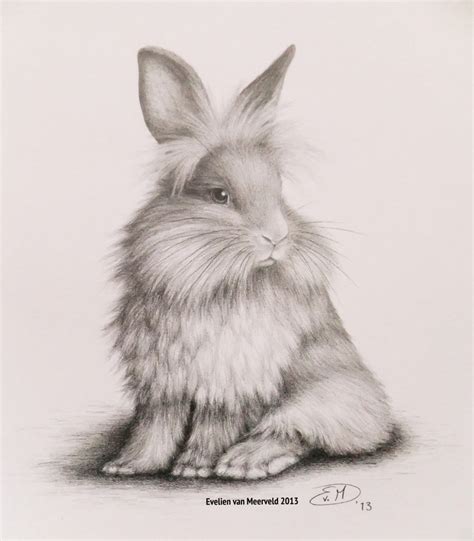 Realistic Bunny Drawing At Getdrawings Free Download