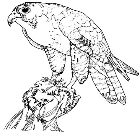 Free Hawk Coloring Page Super Coloring Pages Bird Coloring Pages Free