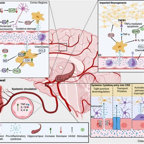 Schematic Representation Of Neuroinflammatory Induced Impairment Of The