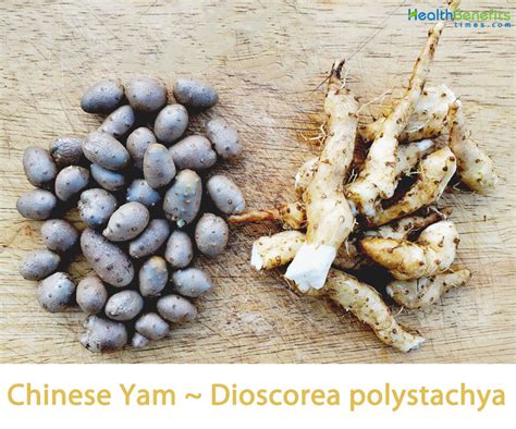 Traditional-uses-and-benefits-of-Chinese-Yam | Health Benefits