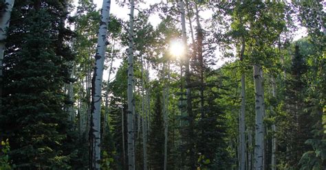Matterhorn Campground Uncompahgre Co