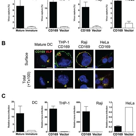 Thp 1cd169 Cells Recapitulate Mature Dc Mediated Hiv 1 Capture