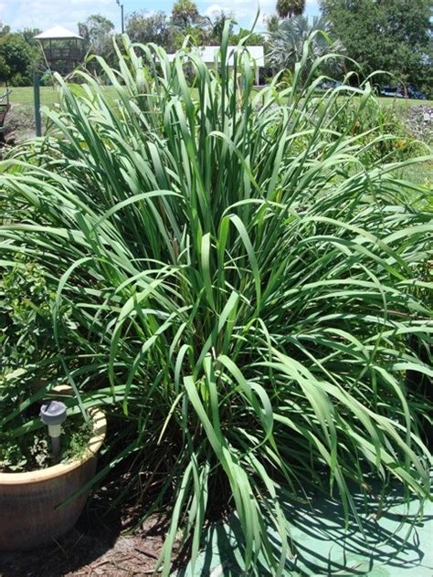 Lemongrass The Forgotten One Lemon Grass Grow Lemongrass Front