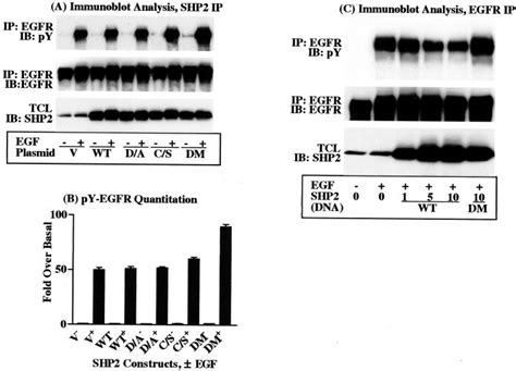 SHP2 Partially Dephosphorylated EGFR A Immunoprecipitation IP With