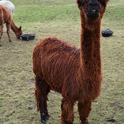 Babylon :: Alpaca :: West Wight Alpacas