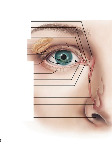 Identify the accessory structures of the eye Diagram | Quizlet