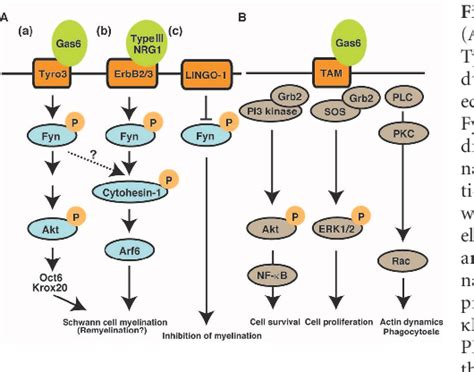 Figure 1 From Gas6 Tyro3 Signaling Is Required For Schwann Cell