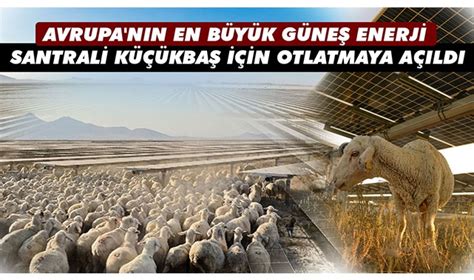 AVRUPA NIN EN BÜYÜK GÜNEŞ ENERJİ SANTRALİ KÜÇÜKBAŞ İÇİN OTLATMAYA