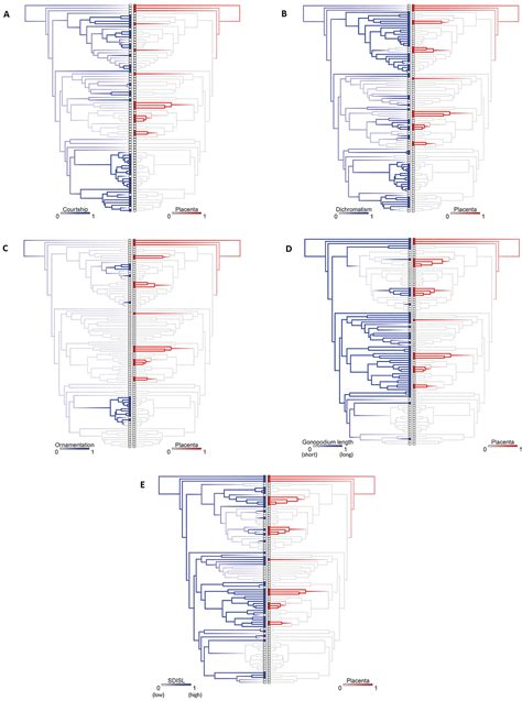 Frontiers Reproductive Mode And Conflict Shape The Evolution Of Male