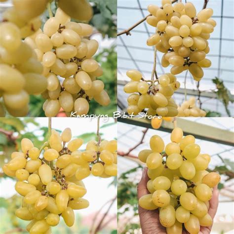 Jual Bibit Anggur Import Transfiguration Hasil Grafting Garansi Valid