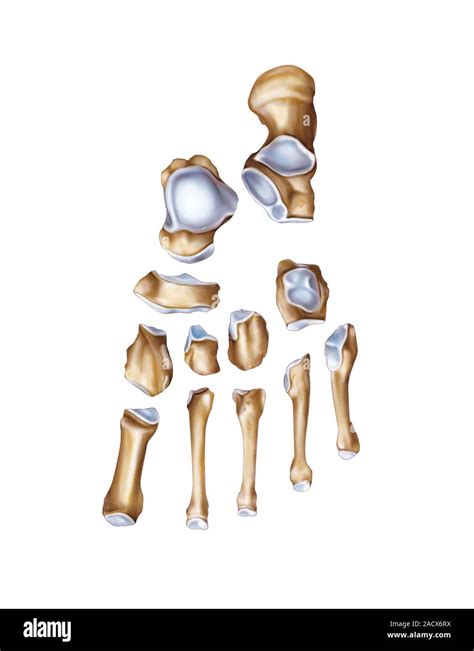 Illustration of the tarsus and metatarsus bones. This dorsal view ...