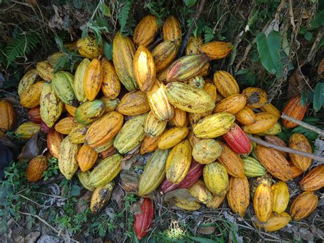 Tout savoir sur la filière cacao Ethiquable