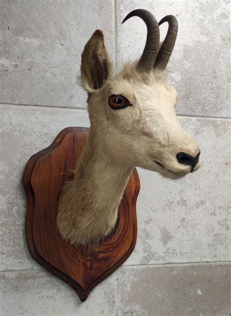 Ancienne Tête D Isard Izard trophée chasse taxidermie massacre Chasseur