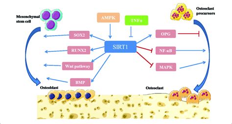 Illustration Of Sirt1 Signaling Pathway In Bone Remodeling Download Scientific Diagram