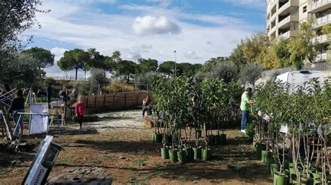 Duecento alberi per la città di Bari già piantati i primi 60 Il sogno