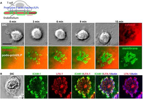 Imaging The T Cell Endothelial Immunological Synapse Podo Synapse