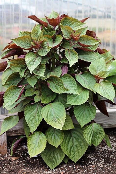 Vietnamese Perilla Seeds shiso Jeok Ssam Ip La Tía Tô Purple Green