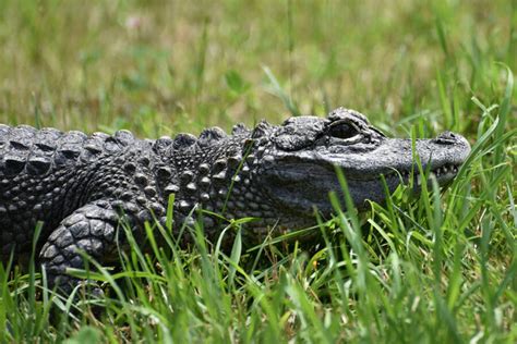 The Chinese Alligator | Critter Science