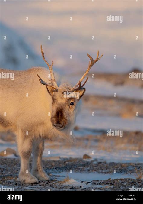 Female Svalbard Reindeer Rangifer Tarandus Platyrhynchus Near