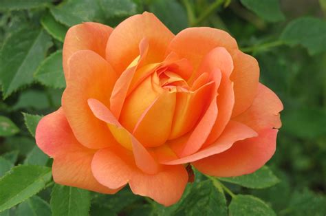 In The Garden Learn About Roses At Spokane Rose Societys Annual Show