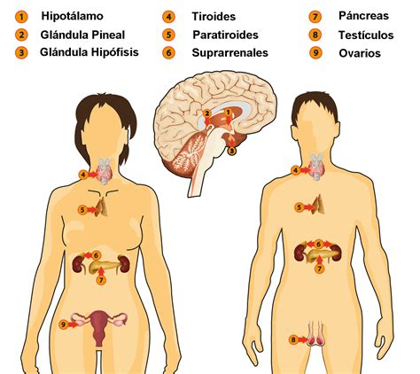 Mapa Conceptual del Sistema Endocrino: Funciones y Hormonas Clave - Educatics