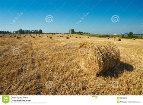 Round Straw Bales In Harvested Fields Stock Photo Image Of