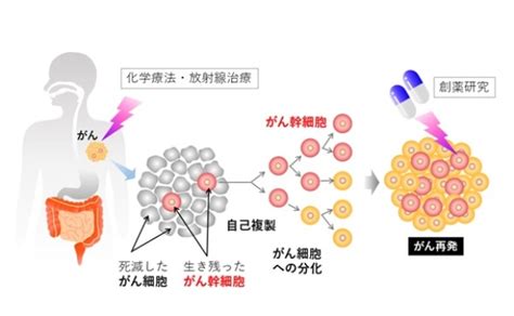 【生命科学研究科】大学院生 岩本 駿吾さんと板野 直樹教授らの研究グループが、がん幹細胞性を促進する新たな機構を解明 京都産業大学