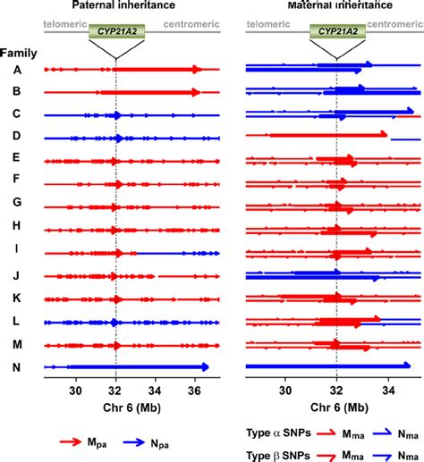 Fetal Haplotype Analysis in Families A to N . A haplotype block is ... 