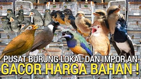 Sidak Pusat Burung Lokal Dan Import Harga Murah Kualitas Bukan Pasar