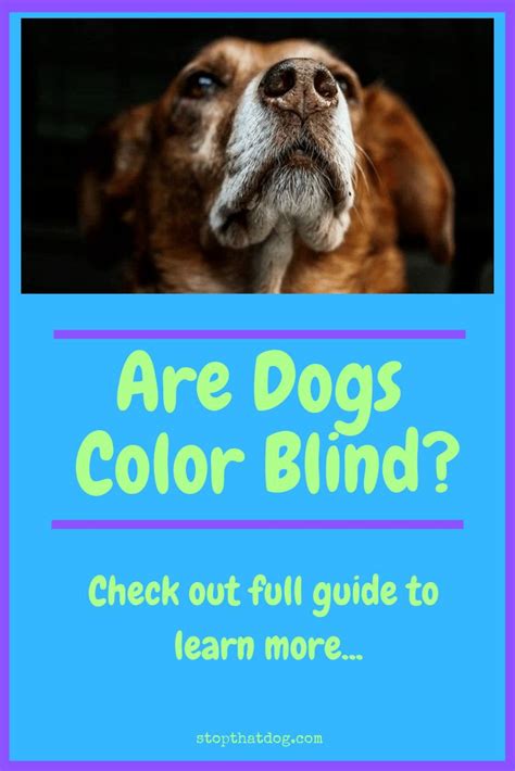 Curious To Learn Whether Dogs Are Color Blind Or Whether Its A Myth