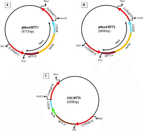 Schematic Representation Of The Plasmid Constructs Used To Obtain