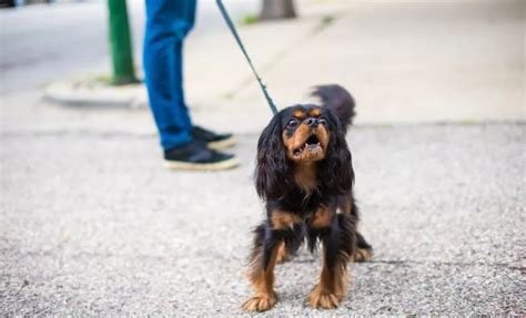 Mon Chien Grogne Pourquoi Et Comment R Agir