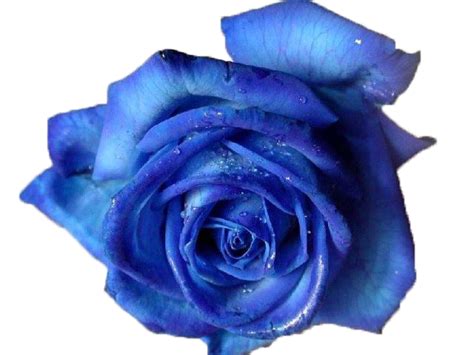 Free Blue Rose Transparent, Download Free Blue Rose Transparent png ...