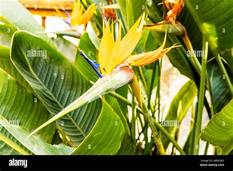 Oiseau Du Paradis Strelitzia Reginae Fleurs Plante Monocotyl Done