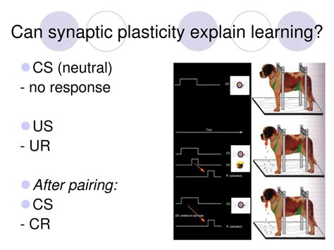 PPT - synaptic plasticity PowerPoint Presentation, free download - ID ...