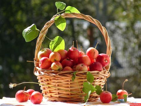 Радостные яблочки.. | Apple farm, Fruit, Fruit art