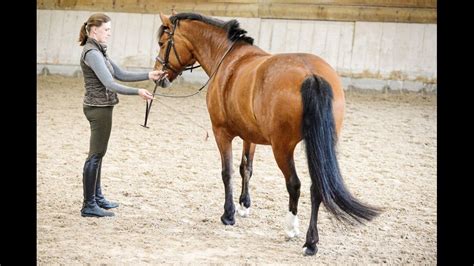 Tipps richtigen Hilfen für Seitengänge cavallo de