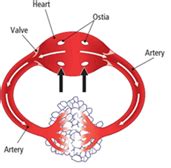 Open And Closed Circulatory System Differences In Biology Import